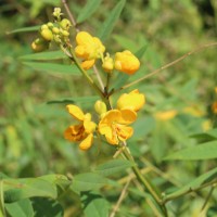 Senna occidentalis (L.) Link